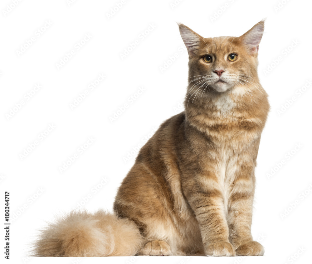 Obraz premium Front view of a Maine Coon sitting, 7 months old, isolated on white
