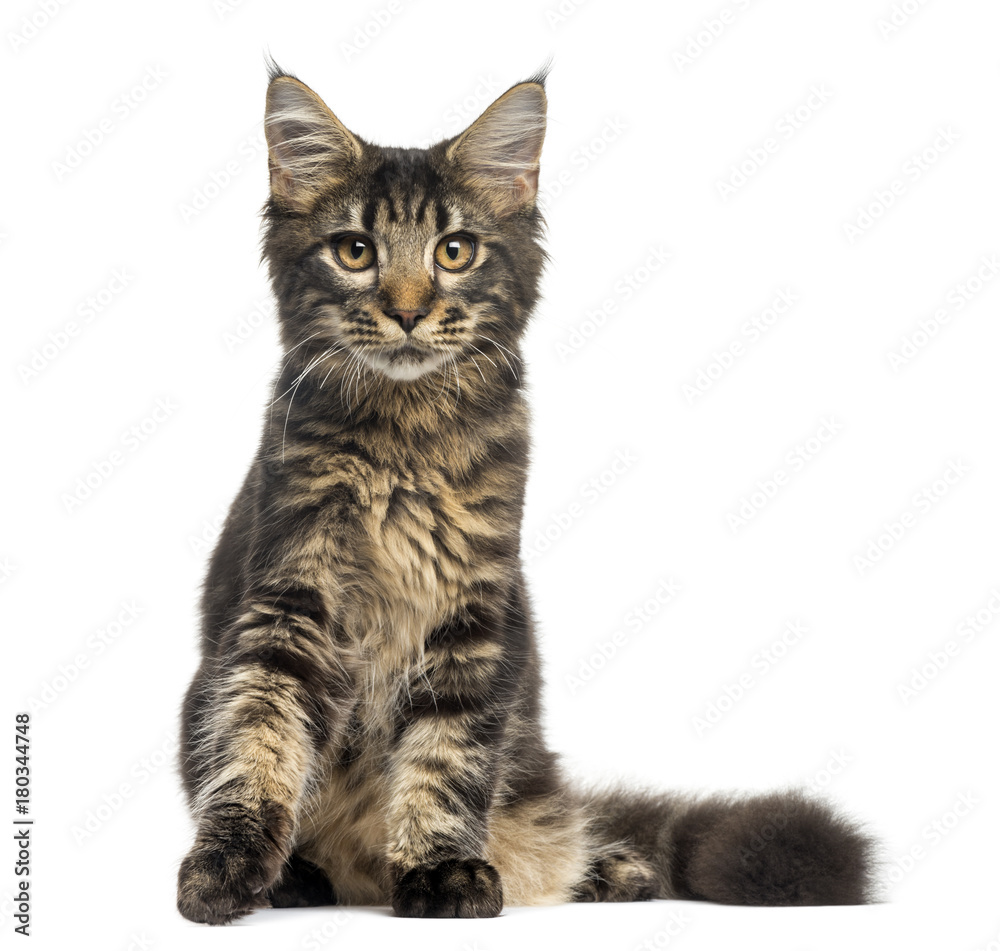 Maine Coon kitten sitting, looking at the camera, 4 months old, isolated on white