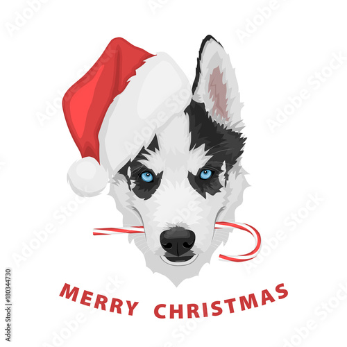 Puppy portrait in a red Santa's hat with candy in mouth. Black and white Siberian husky with blue eyes. Merry Christmas and Happy New Year. The dog is a symbol of 2018. Vector illustration