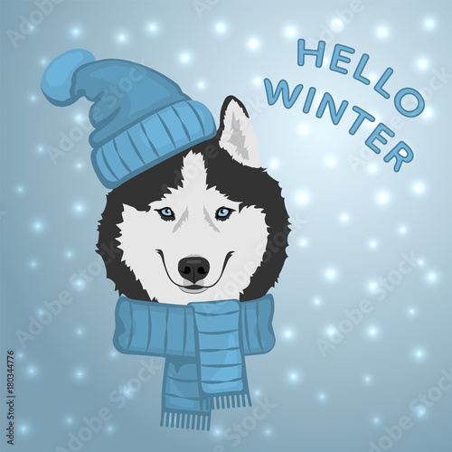 Dog portrait in blue hat and scarf. Black and white Siberian husky with blue eyes. The dog is a symbol of 2018. Winter greeting card. Vector illustration