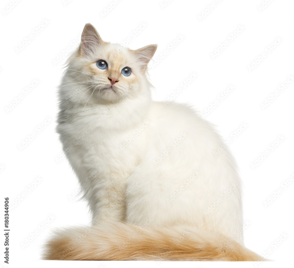 Side view of a Birman cat, looking away, isolated on white