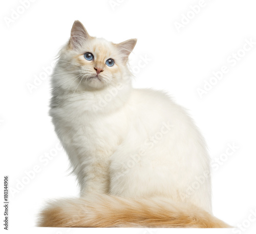 Fototapeta Naklejka Na Ścianę i Meble -  Side view of a Birman cat, looking away, isolated on white
