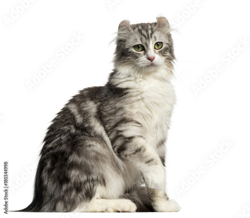 Side view of an American Curl sitting, isolated on white