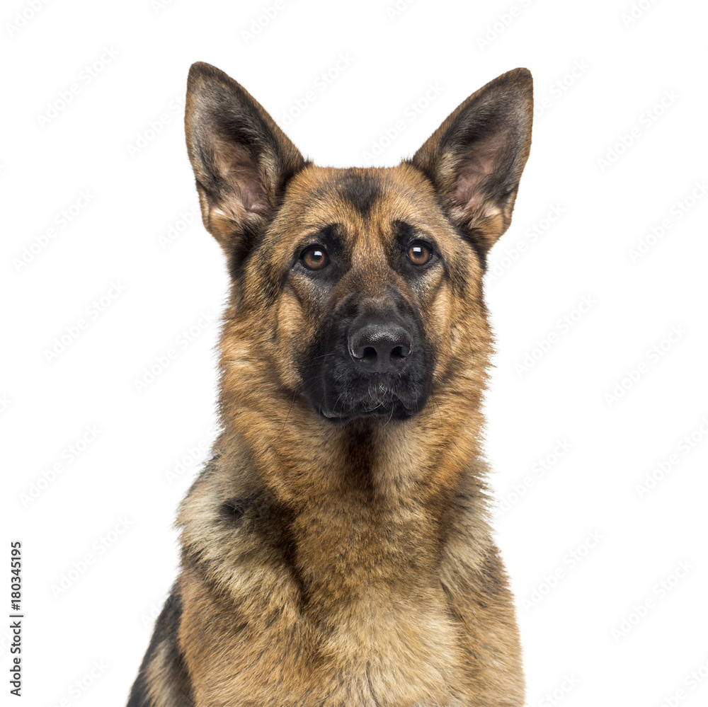 Close-up of a German Shepherd Dog (1 year old)