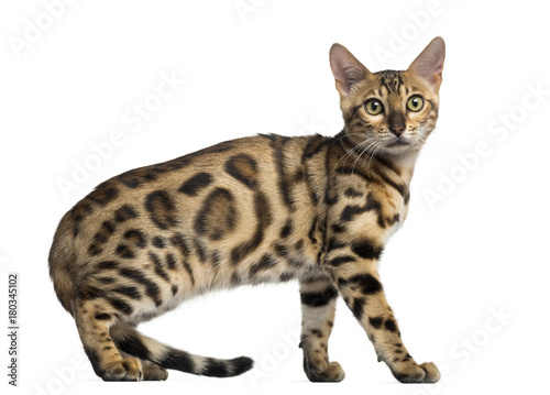 Side view of a Bengal kitten, 4 months old, isolated on white