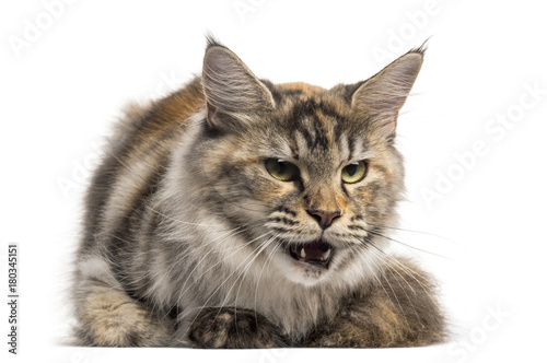 Front view of an angry Main Coon, lying, isolated on white