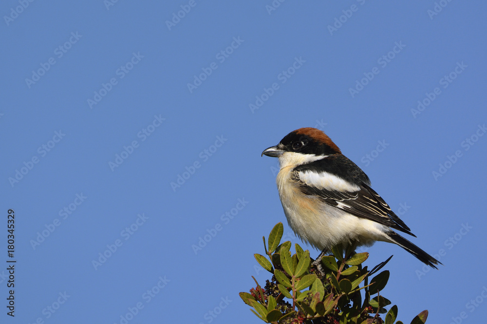 Woodchat shrike (Lanius senator), Crete Woodchat shrike (Lanius senator), Crete