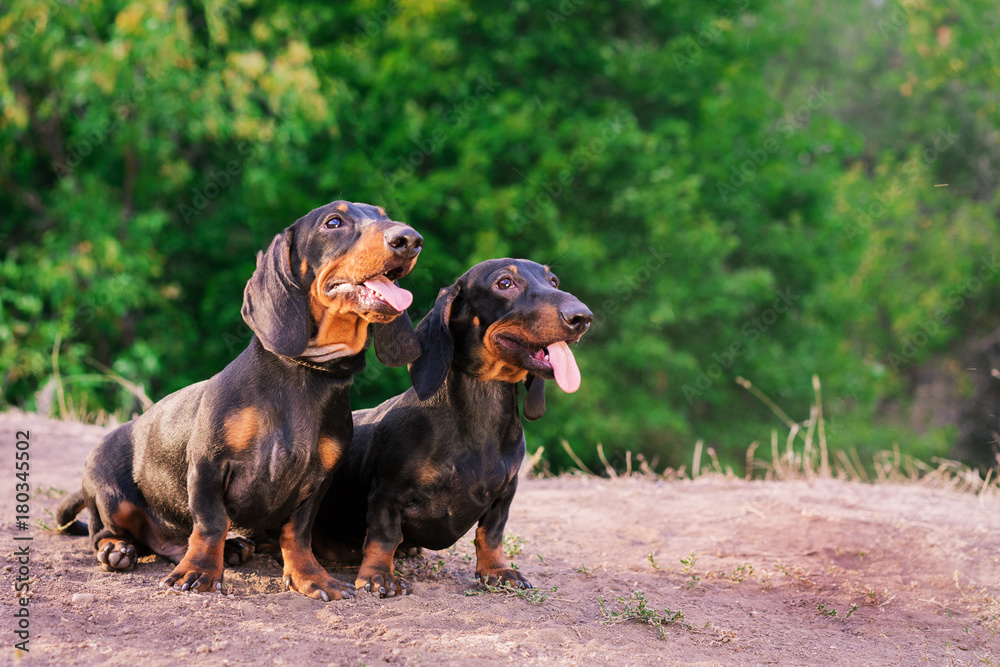 two dog breeds dachshund, black and tan, stand their tongue out (smiling) against background of green trees in the park in summer