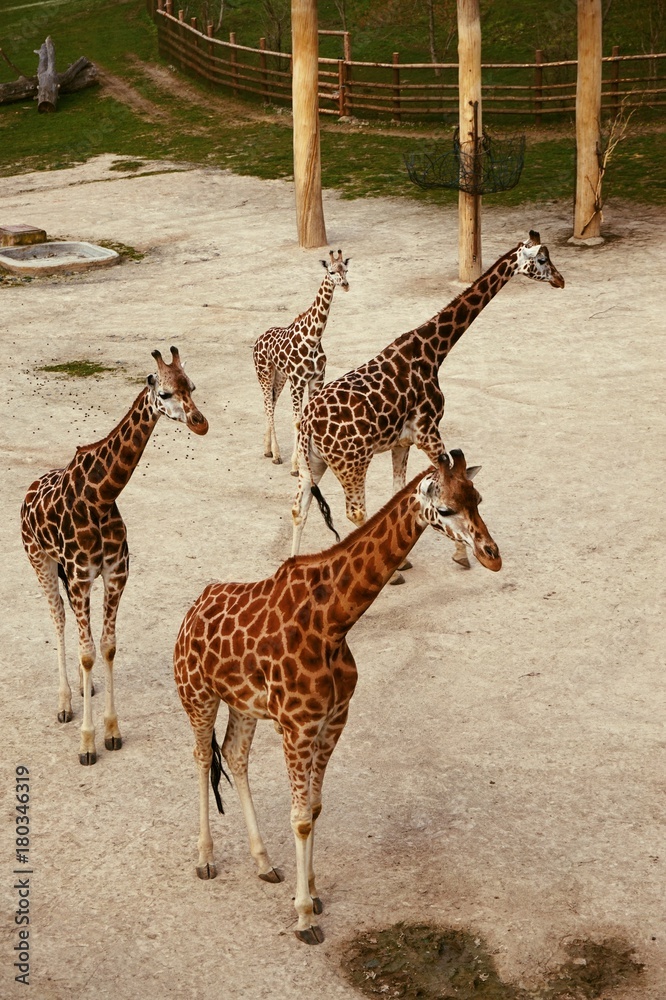 Obraz premium Animal Wildlife