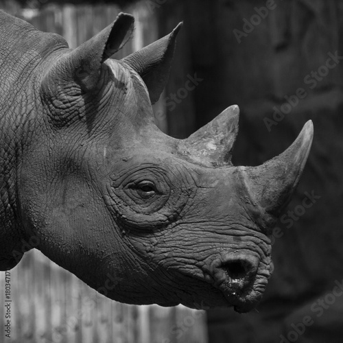 close up of Rhino in black and white featuring horn head and face