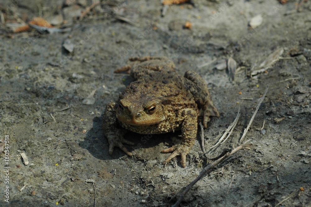 Obraz premium Frog