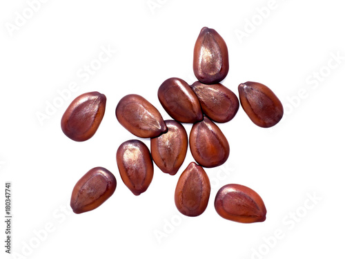 Wallpaper Mural Close up seeds of White Popinac tree Torontodigital.ca