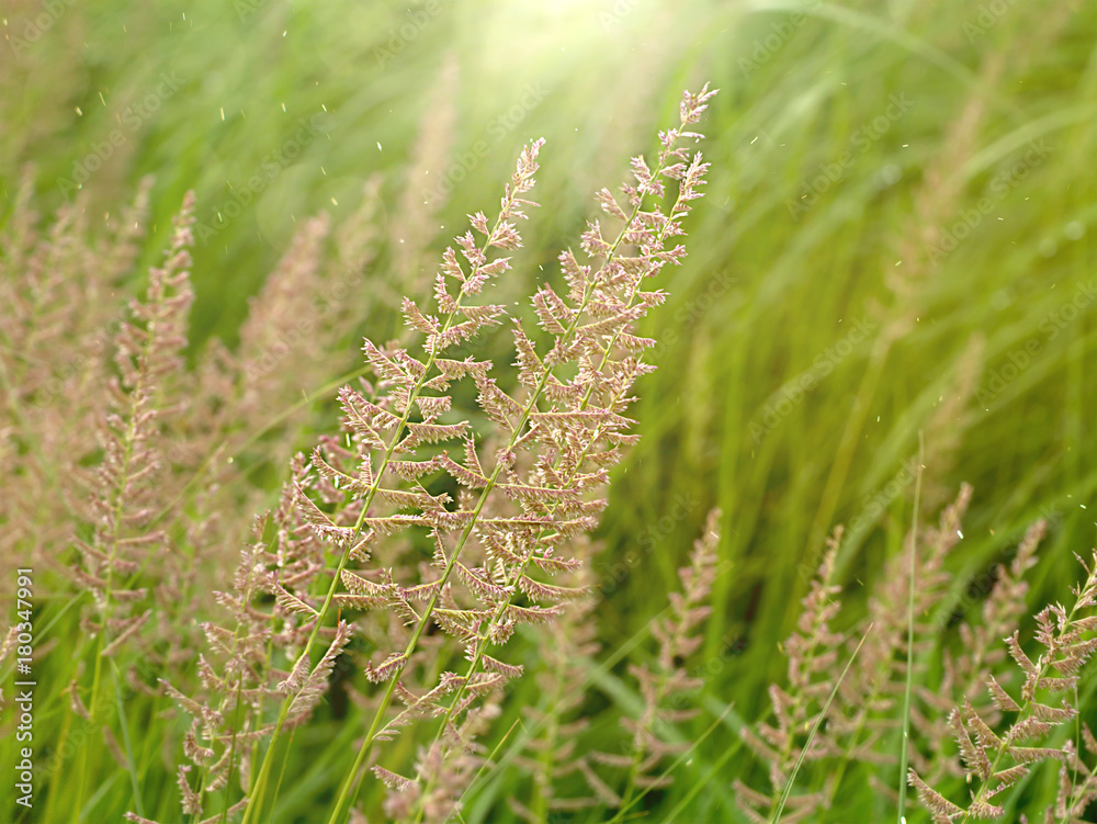 Flower grass with sunlight.