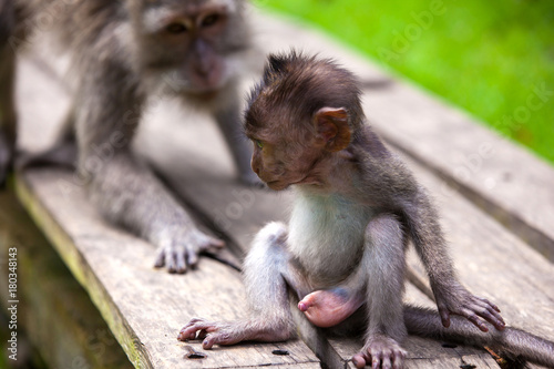 A funny baby macaque with a penis sits on wooden boards and looks toward mom. Cute monkeys lives in Ubud Monkey Forest, Bali, Indonesia.