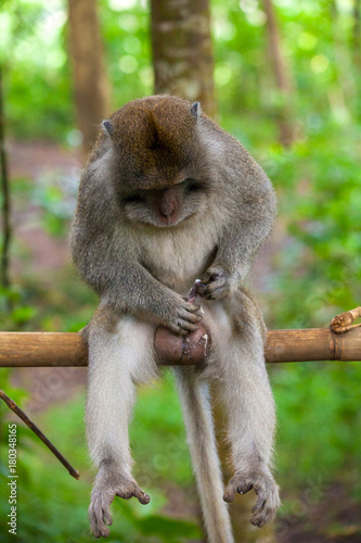 Macaque sits on a branch and pulls the penis. Cute monkeys lives in Ubud Monkey Forest, Bali, Indonesia.