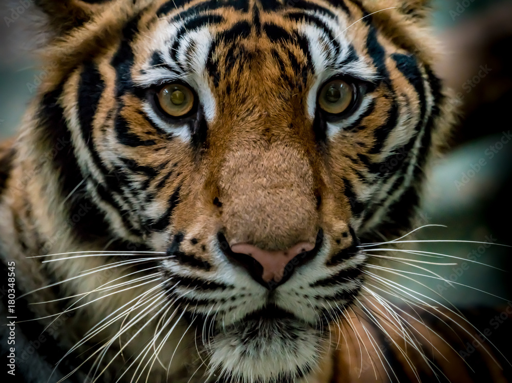bengal tiger bengal tiger