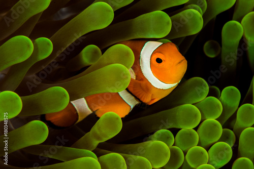 Vászonkép false clown anemonefish, clownfish