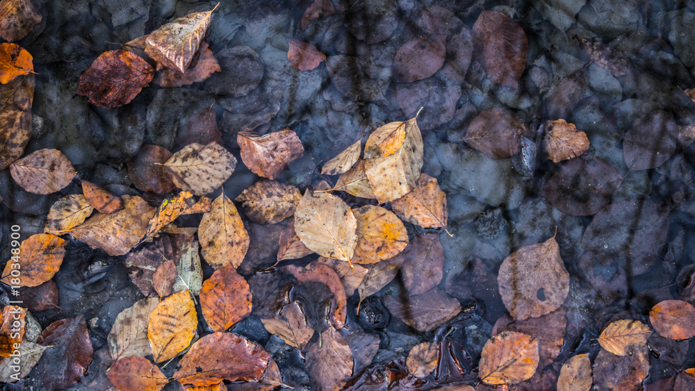 Fall Fall