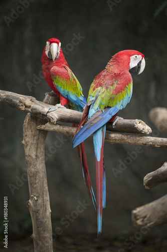 Macaw / macaw red green blue white