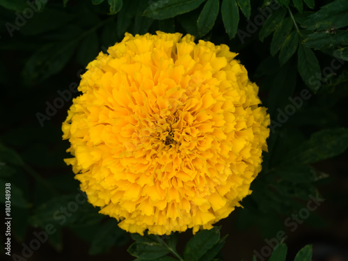 Yellow marigolds flower in the garden.