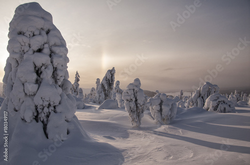 arbres sous la neige dans le nord de la Finlande avec un arc en ciel. Format paysage.