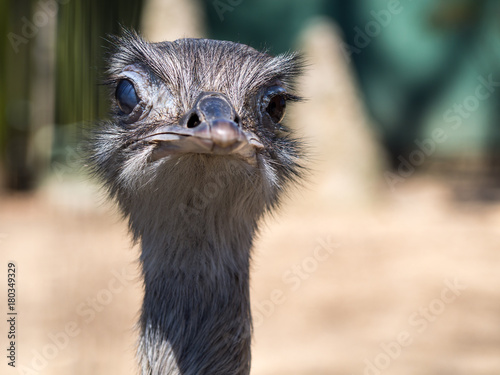 Ostrich Face Close Up, Looking at Camera © Jonathan