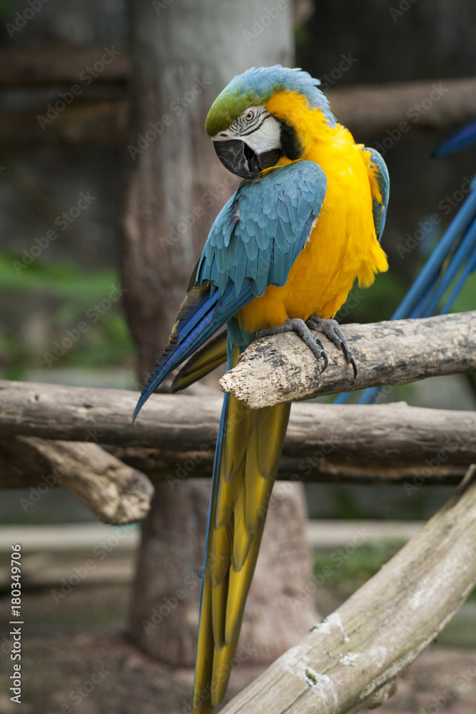 Macaw / macaw blue yellow green white Macaw / macaw blue yellow green white