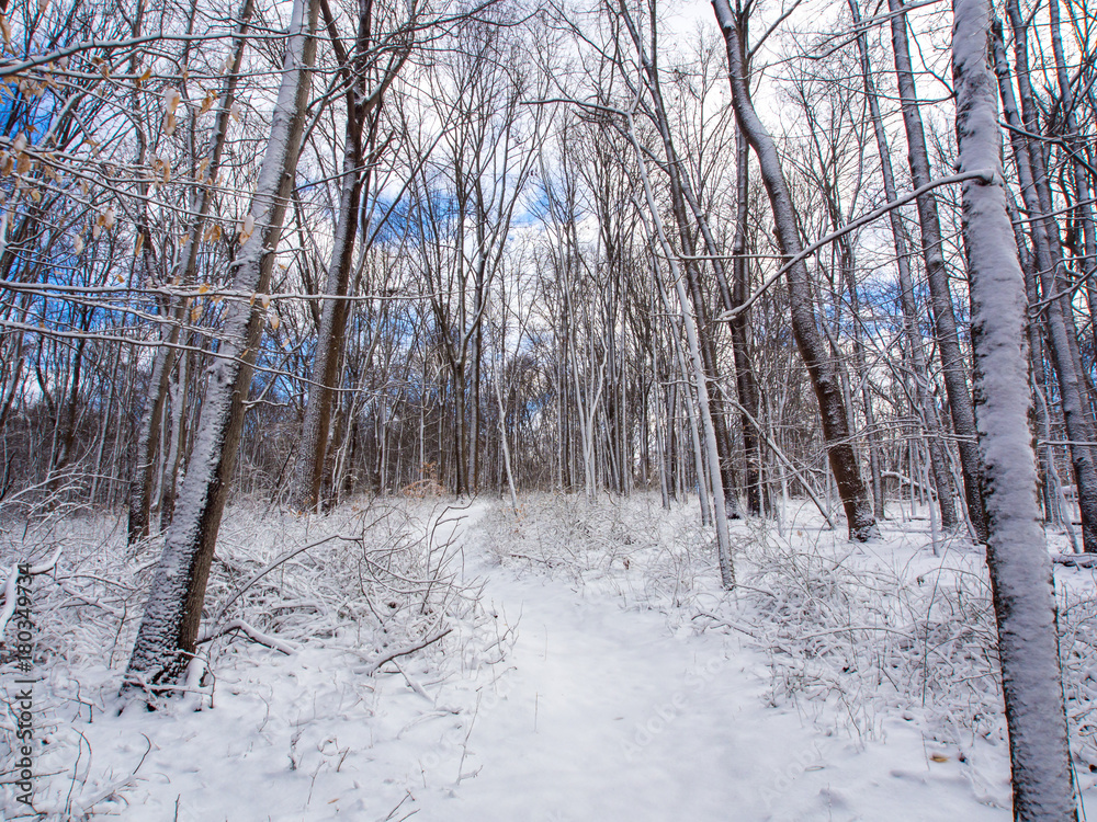 Snow Covered Trail in Forest Snow Covered Trail in Forest