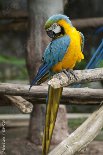 Macaw / macaw blue yellow green white © pattamod