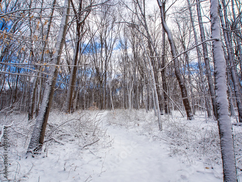 Snow Covered Trail in Forest © Jonathan