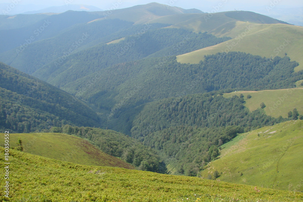 mountain forest of the Ukrainian Carpathians.