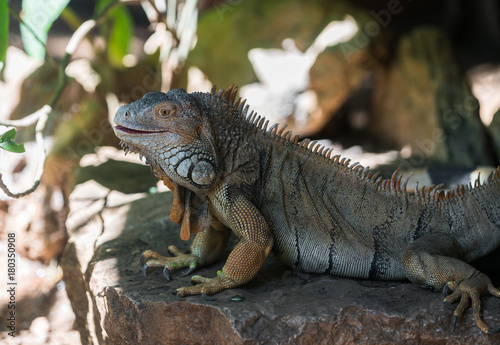large iguana lizard © Olexandr