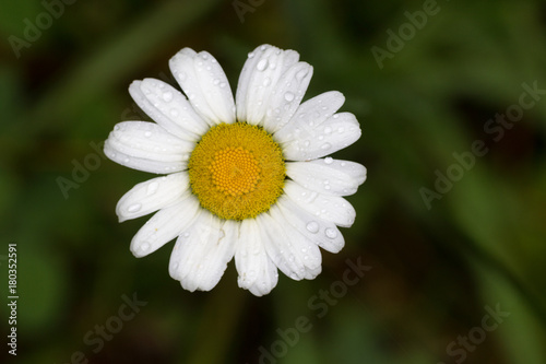 Macro big yellow and white daisy.