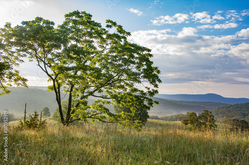 Walnut tree back lit my sunrise.