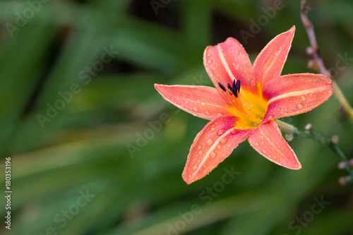 Close-up of tiger lilly.