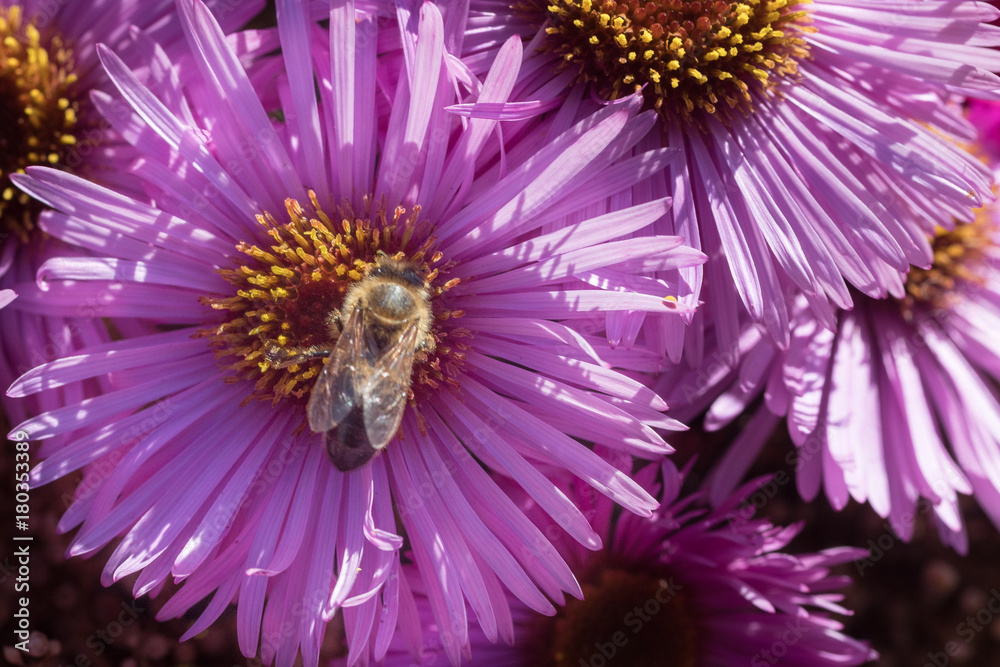 Obraz premium Purple flowers with honey bee.