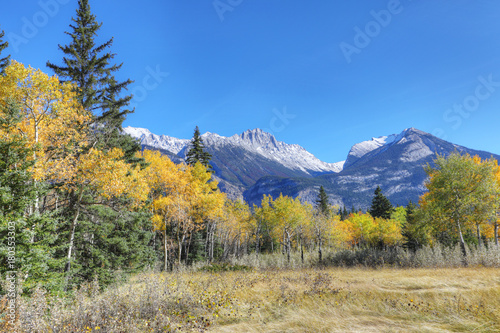 Rocky Mountain view with yellow aspens