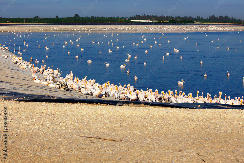 Group of Great White Pelicans