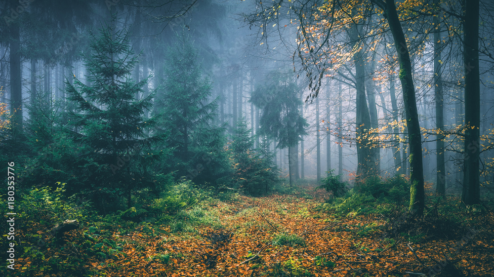 Märchenwald im Herbst
