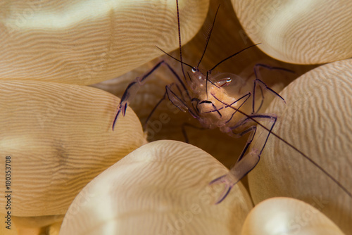 bubble coral shrimp photo