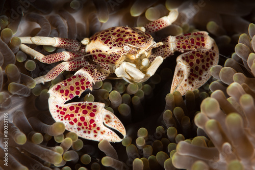 Porcelain crab in an anemone photo