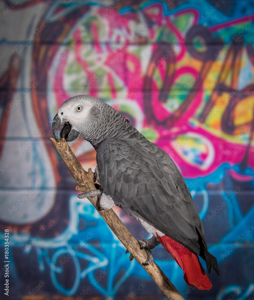 Obraz premium African Grey Parrot against wall with graffitti