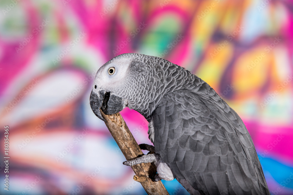 Obraz premium African Grey Parrot against wall with graffitti