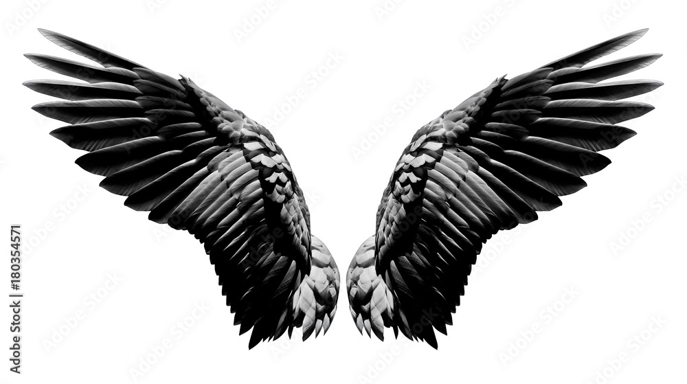 Obraz premium Skrzydła Anioła, upierzenie naturalne czarne skrzydło na białym tle z wycinek części