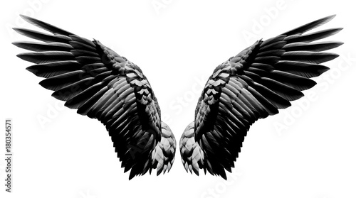 Fototapeta Anioł uskrzydla, Naturalny czerni skrzydła upierzenie odizolowywający na białym tle z ścinek częścią