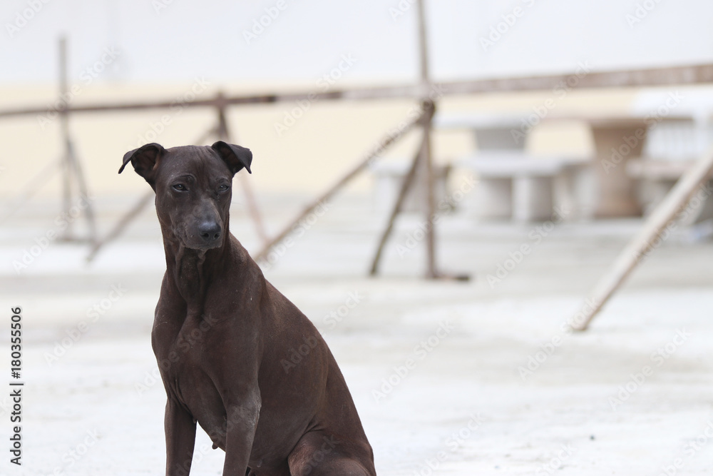 Dark brown dog sitting on the concrete ground. a domesticated carnivorous mammal that typically has a long snout, an acute sense of smell, and a barking, howling, or whining voice.