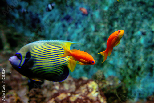 Canvas Print Colorful tropical fishes and coralls underwater in the aquarium