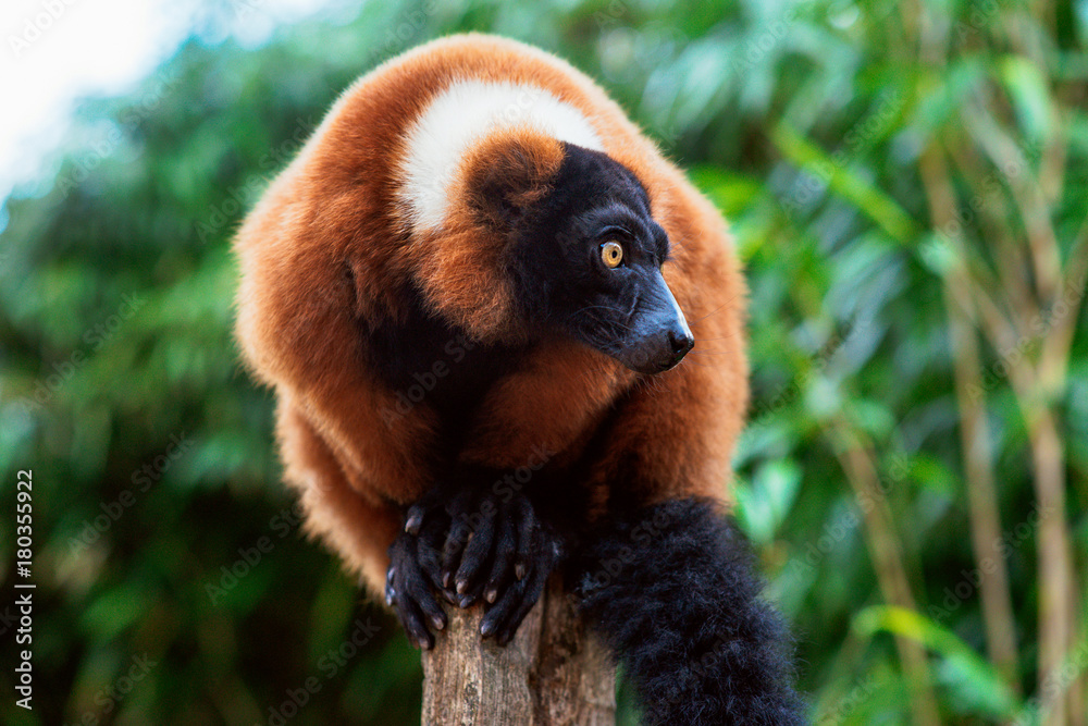 Obraz premium portrait of red-ruffed-lemur on the green background