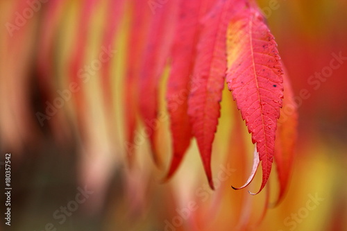 rote Blätter des Essigbaums im Herbst photo