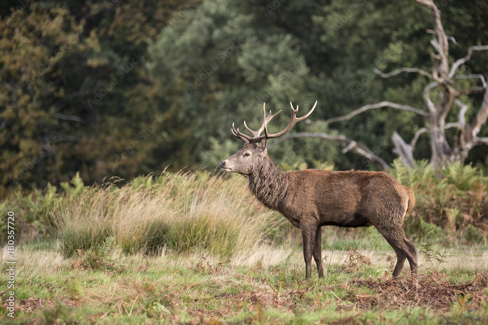 Autumn landscape image of red deer cervus elaphus in forest woodland